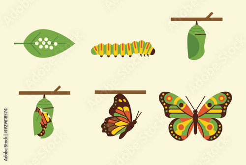 Life cycle of a butterfly stages illustration from eggs on a leaf to caterpillar chrysalis and adult colorful butterfly for education
