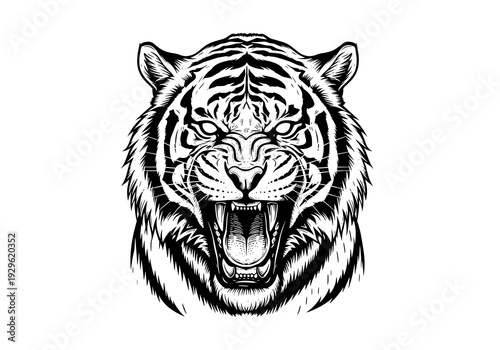 Roaring Tiger Head Black and White Vector Illustration, Fierce Big Cat Engraving Line Art