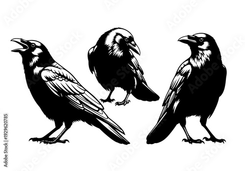 Black and White Crow Set Vector Illustration, Detailed Raven Line Art Collection