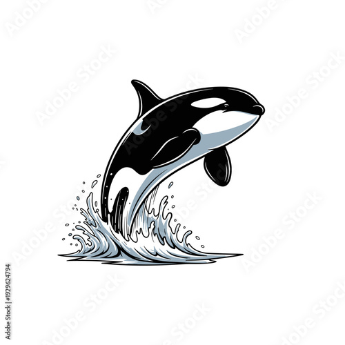 Dynamic black and white orca killer whale leaping over blue ocean wave