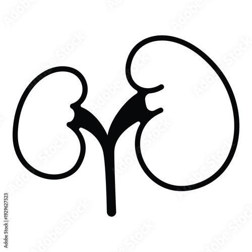 Stylized kidney cross section line art for nephrology illustrations.