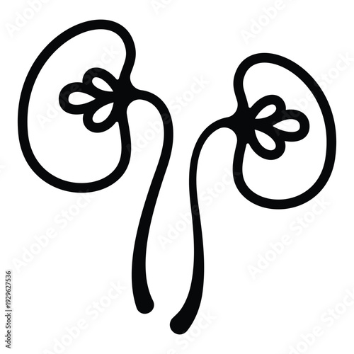 Abstract kidney line outline with inner calyx details for medical UI.