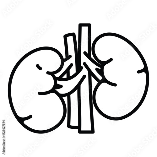 Detailed human kidneys with aorta and veins outline drawing.