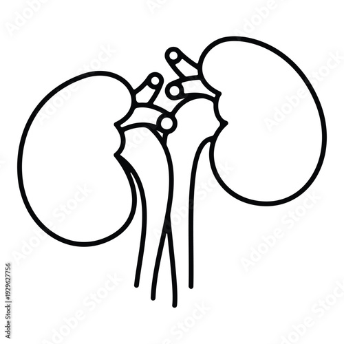 Human kidneys with blood vessels line art vector for anatomical diagrams.
