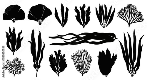 Set of 15 Black Seaweed and Algae Silhouettes Vector