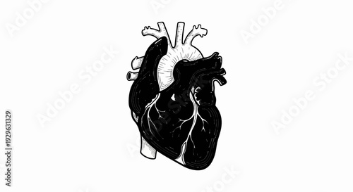 Stylized illustration of a black and white human heart with arteries and veins