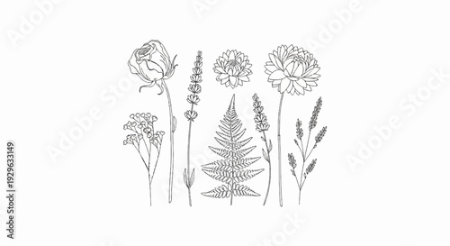 Delicate line art illustrations of assorted wildflowers, including a rose and fern