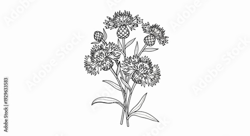 Delicate illustration of a bouquet of cornflowers with leaves and a bud