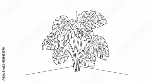 A black and white line drawing of a monstera plant in a corner