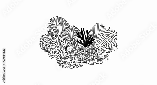Diverse coral formations in a black and white illustration