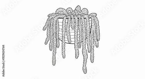 A line drawing of a potted plant with long, cascading, segmented stems covered in fuzzy texture