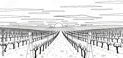 A vineyard at sunset, with rows of grapevines stretching into the distance under a cloudy sky