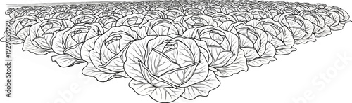 A vast field of crisp, leafy cabbage plants stretches towards the horizon