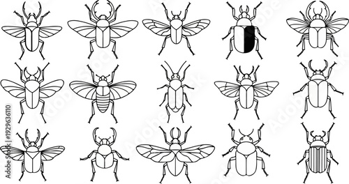 A collection of detailed line drawings of various beetle species