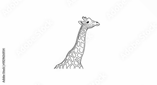 A detailed sketch of a giraffe's head and long neck with a white background