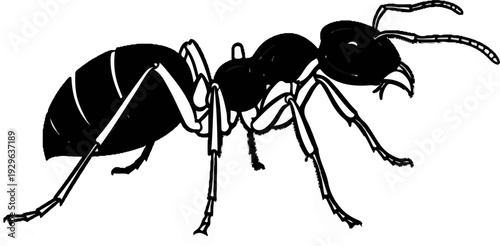 Black ant with segmented body, antennae, and six legs on a white background