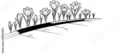 Row of blooming crocuses emerges from a cracked pavement bordering a pathway