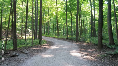 A winding gravel path through a sun-dappled lush green forest, inviting exploration.