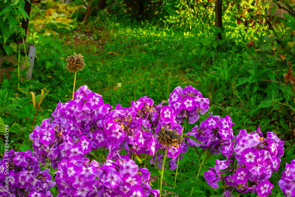 Fototapeta premium Vibrant flowers bloom in a garden during sunny daylight with lush greenery in the background