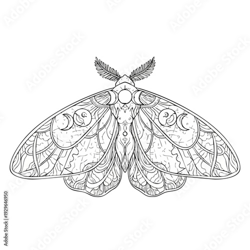 A delicate butterfly with intricate designs is viewed from the front on a plain surface.