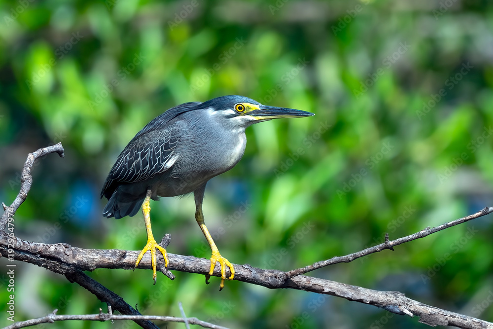 Obraz premium mangrove heron looking for a litte fish on the edge of the lake