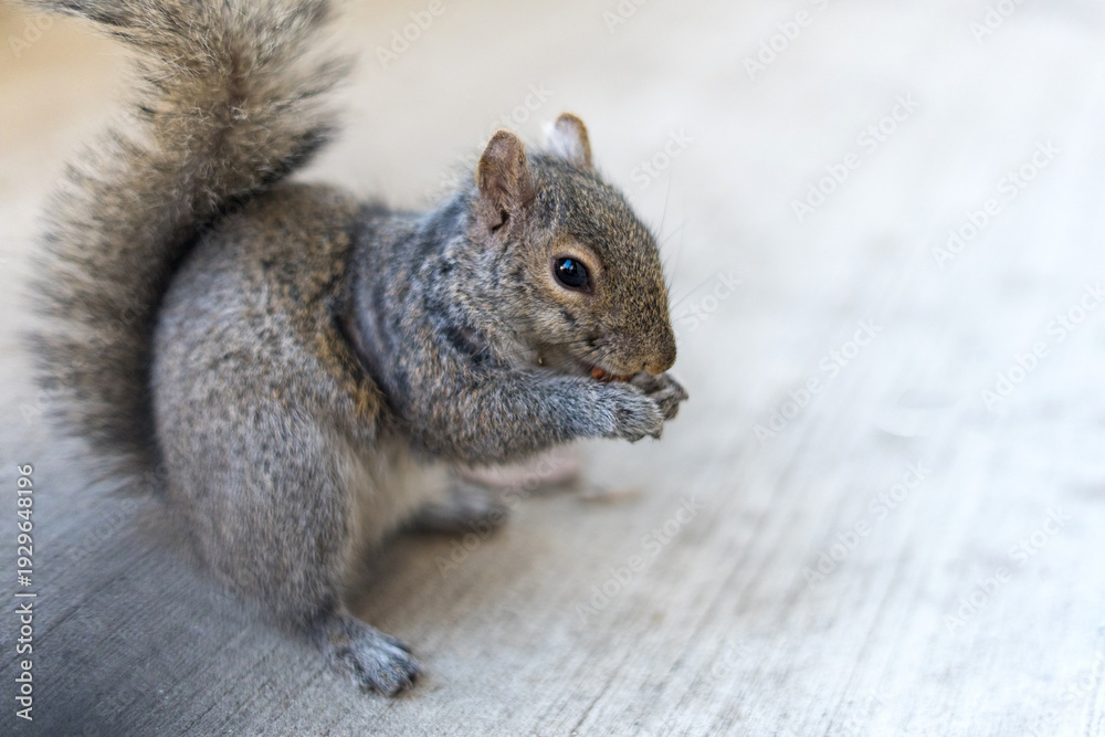 Obraz premium Close-up of a fluffy grey squirrel holding food on a concrete walkway