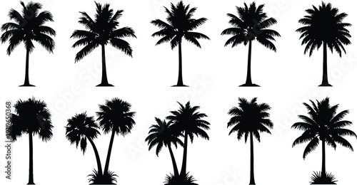 Collection of diverse palm tree silhouettes against a white background