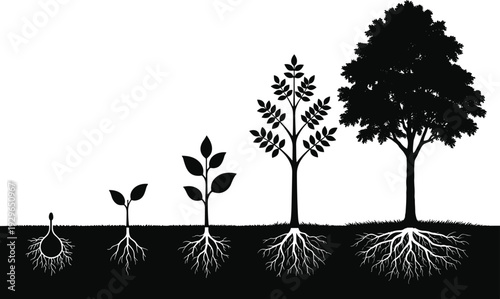 Black silhouette showing stages of tree growth from seed to mature plant with roots underground for nature environment and development.