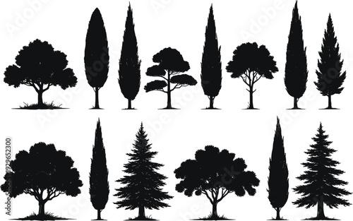 Black tree silhouette collection set including pine cypress oak and cedar isolated on white background for nature forest landscape vector design