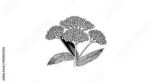 Delicate drawing of a white flowering plant with clusters of small blooms and feathery leaves