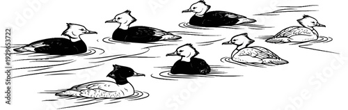 A flock of ducks with crests on their heads swimming in rippling water