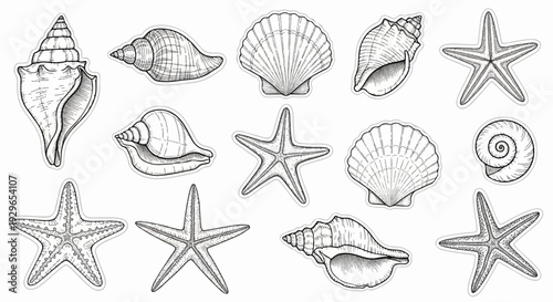 Collection of meticulously drawn shells and starfishes, presented as individual stickers on a white background