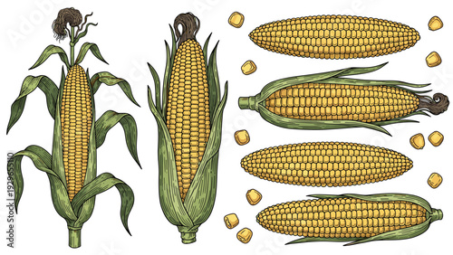 Detailed botanical illustration set of whole corn cobs in husks, individual cobs, and many scattered corn kernels.