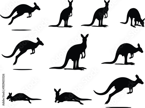 Collection of kangaroo silhouettes in various poses isolated on white background, Australian wildlife marsupial animal jumping standing grazing vector illustration se