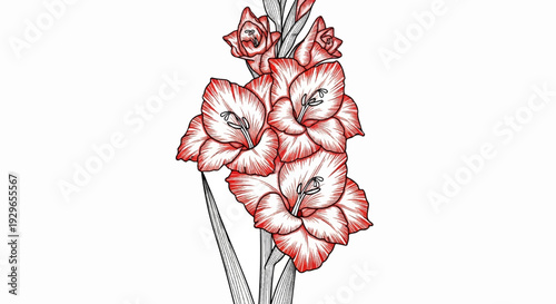 Stylized illustration of a cluster of red and white gladiolus flowers