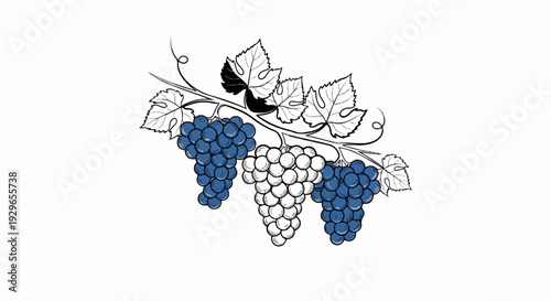 A hand-drawn cluster of three grapes, two blue, one white, hangs from a vine