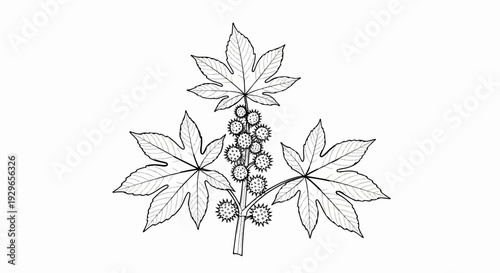 Detailed line drawing of a castor bean plant with spiky seed pods