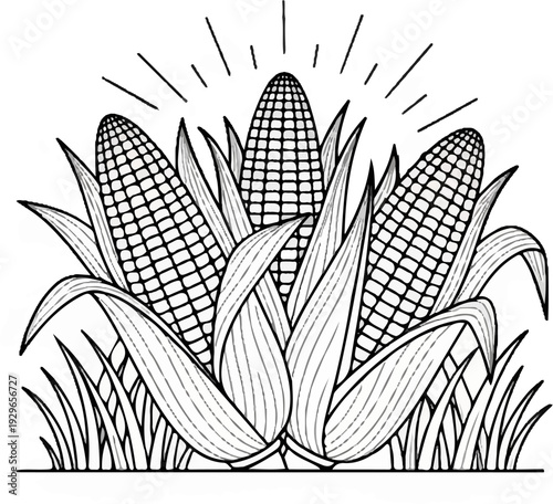 Three ripe corn cobs in vibrant green leaves with sunburst lines