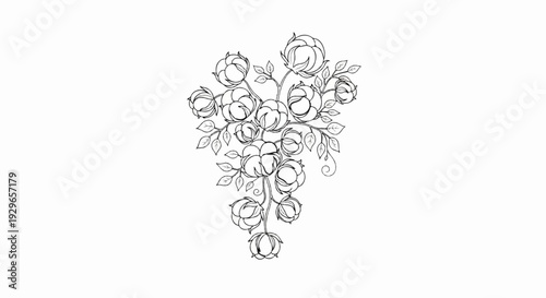 A delicate sketch of a cotton plant with bolls and leaves