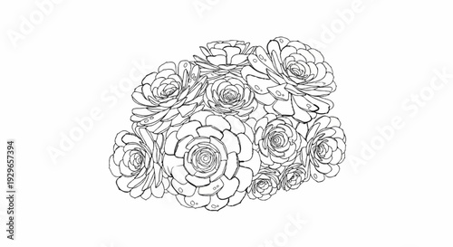 Detailed black and white sketch of various succulent plant rosettes, artfully arranged