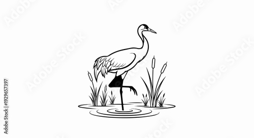 A black and white illustration of a graceful crane standing on one leg amidst reeds in water