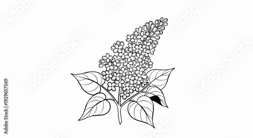 Delicate line drawing of a flowering lilac branch with multiple small blossoms and leaves