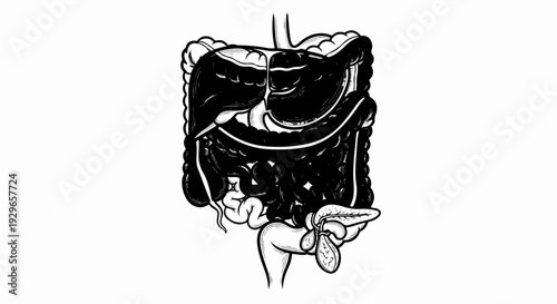 Stylized black and white illustration of the human digestive system