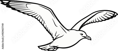 A black and white illustration of a seagull in full flight with wings outstretched