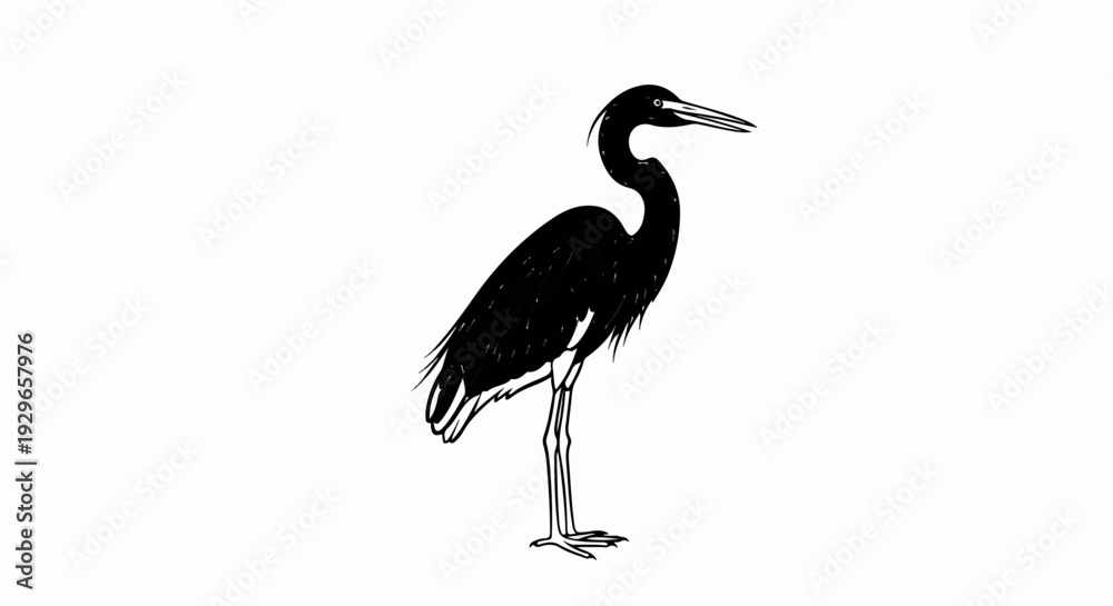 Obraz premium Black bird with long beak, slender neck, and thin legs standing