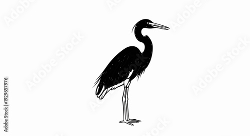 Black bird with long beak, slender neck, and thin legs standing