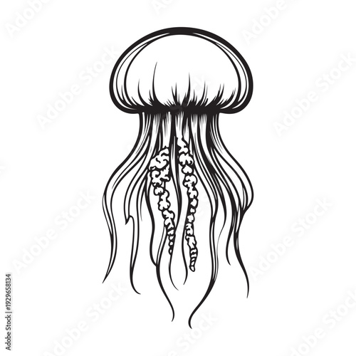 Elegant jellyfish silhouette