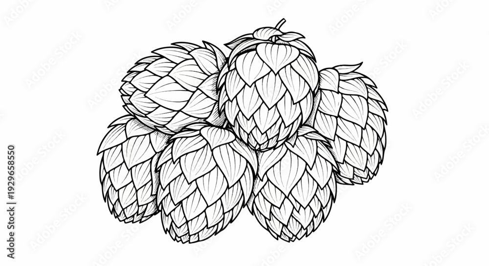 Fototapeta premium A detailed black and white illustration of a cluster of seven hop cones