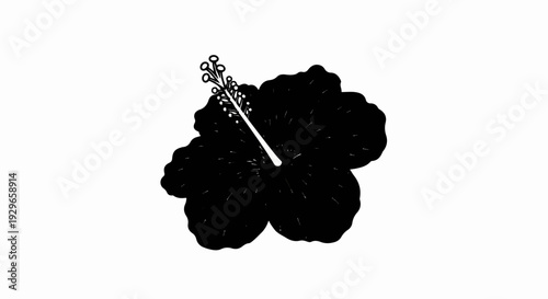 Black hibiscus flower with detailed stamen against a white background