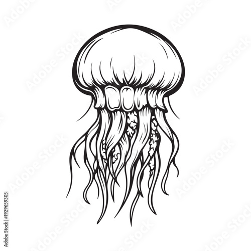 Elegant jellyfish silhouette